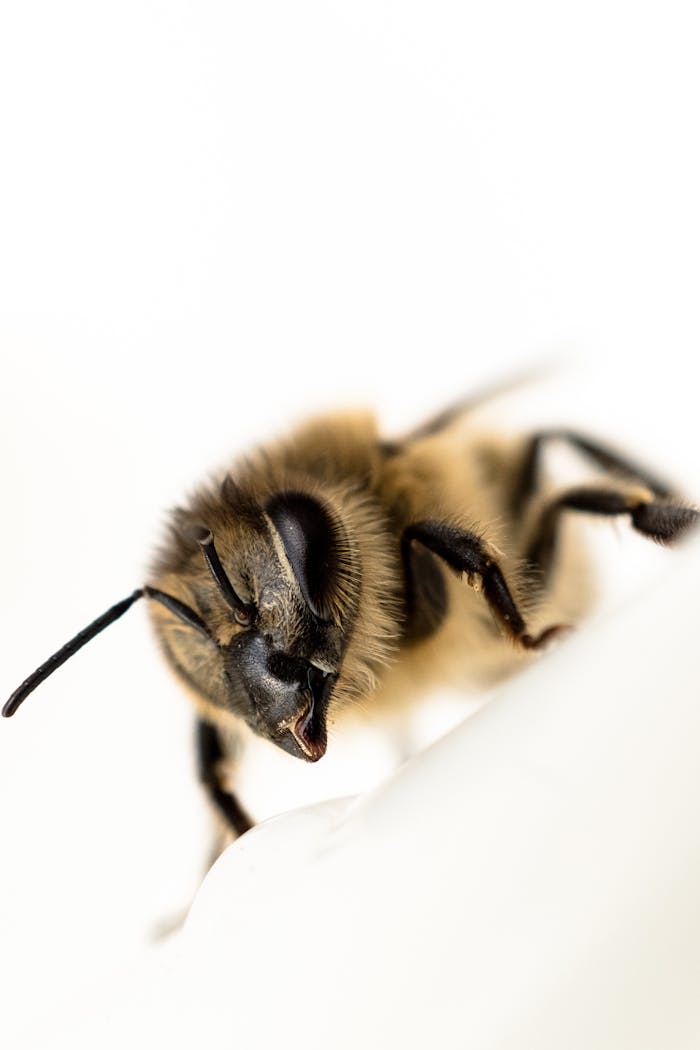 Detailed macro image of a honeybee showcasing its texture and features on a light background.